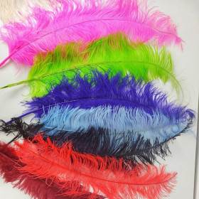 Les 5 plumes d'autruche