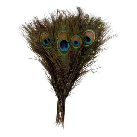 La plume de paon 130 cm La plume de paon 130 cm